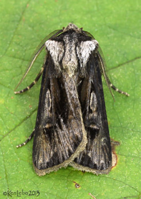 Venerable Dart Moth Agrotis venerabilis #10651