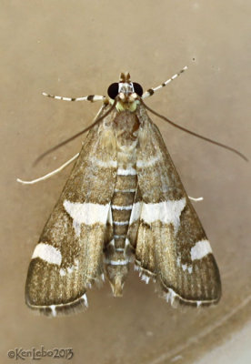 Hawaiian Beet Webworm Moth Spoladea recurvalis #5170