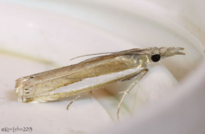 Common Grass-veneer Moth Crambus praefectellus #5355