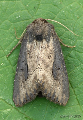 Iris Borer Moth Macronoctua onusta #9452