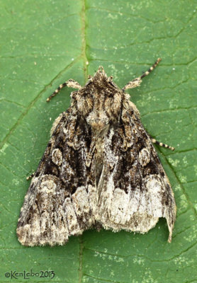 Adorable Brocade Moth Platypolia mactata #9419