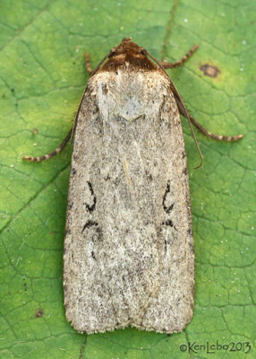 Clandestine Dart Moth Spaelotis clandestina #10926