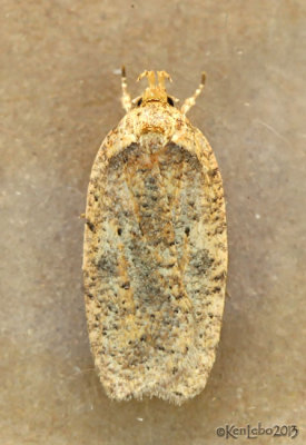 Thelma's Agonopterix Moth Agonopterix thelmae #0884