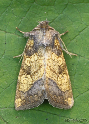 Burdock Borer Moth Papaipema cataphracta #9466
