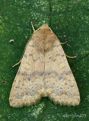 Bicolored Sallow Moth Sunira bicolorago #9957