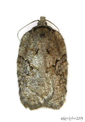 Lesser Maple Leafroller Moth Acleris chalybeana #3539