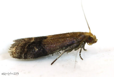 Broad-banded Eulogia Moth Eulogia ochrifrontella #5999