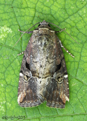 Variegated Midget Moth Elaphria versicolor #9678