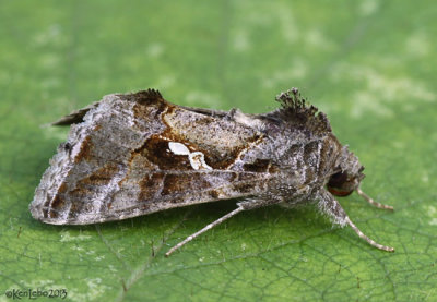 Soybean Looper Moth Chrysodeixis includens #8890