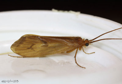 Caddisfly - Pycnopsyche 