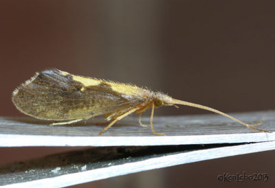 Autumn Mottled Sedges Caddisfly - Neophylax 