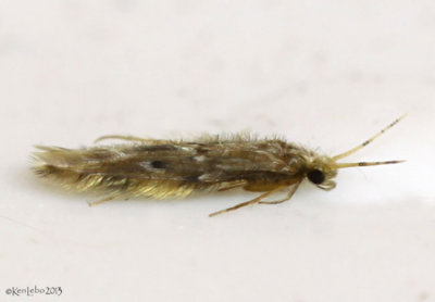 caddisfly - Hydroptilidae