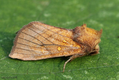 Sensitive Fern Borer Moth Papaipema inquaesita #9483