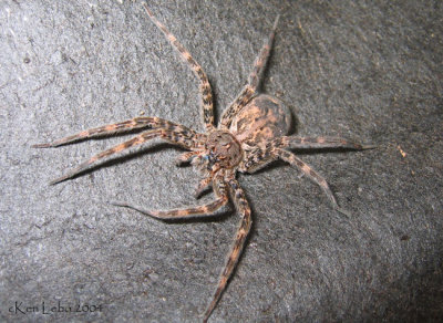 Fishing Spider - Dolomedes tenebrosus