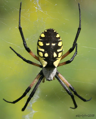 Black-and-yellow Garden Spider female Argiope aurantia