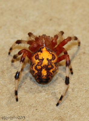 Marbled Orbweaver Araneus marmoreus Halloween Spider