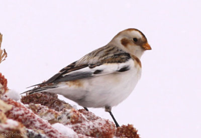 Snow Bunting