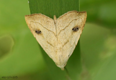 Spotted Grass Moth Rivula propinqualis #8404