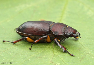 Reddish-brown Stag Beetle Lucanus capreolus