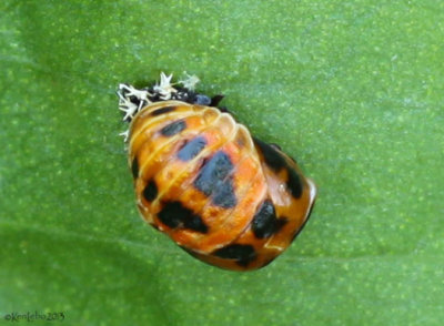 Lady Beetle pupa - Harmonia axyridis