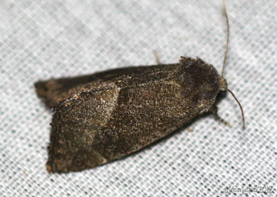 Frothy Moth Plagiomimicus spumosum #9748