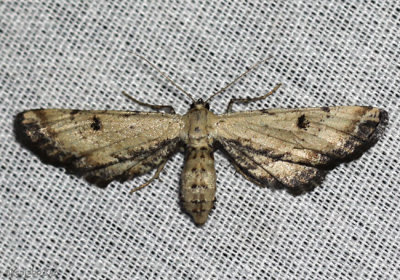 Dimorphic Gray Moth Tornos scolopacinaria #6486
