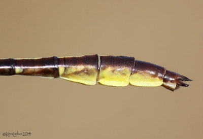 Sandhill Clubtail - Phanogomphus cavillaris
