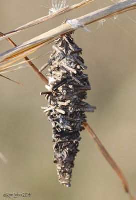Abbots Bagworm Moth - Oiketicus abbotii
