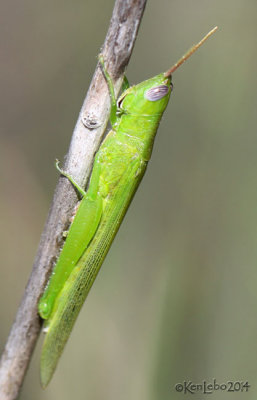 Glassy-winged Toothpick Grasshopper Stenacris vitreipennis