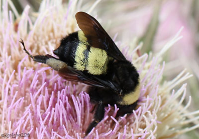 American Bumble Bee - Bombus pensylvanicus