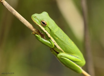 Green Treefrog - Hyla cinerea