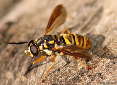 Syrphid Fly Temnostoma daochus
