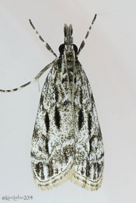 Striped Eudonia Moth Eudonia strigalis #4738
