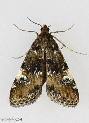 Waterlily Leafcutter Moth Elophila obliteralis #4755