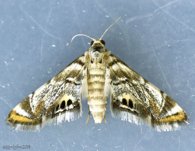 Eoparargyractis irroratalis #4785