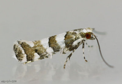 White Pine Barkminer Moth Marmara fasciella #0708