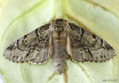 Georgian Prominent Moth Hyperaeschra georgica #7917