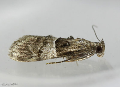 Zeller's Epipaschia Moth Macalla zelleri  #5579