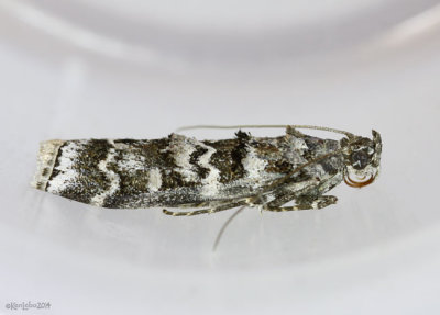 Southern Pineconeworm Moth Dioryctria amatella #5853