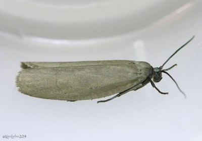 Bumelia Webworm Moth Urodus parvula #2415