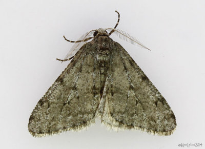 Small Phigalia Moth Phigalia strigataria #6660