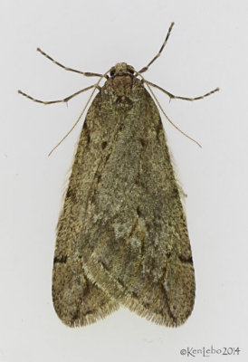 Spring Cankerworm Moth Paleacrita vernata #6662