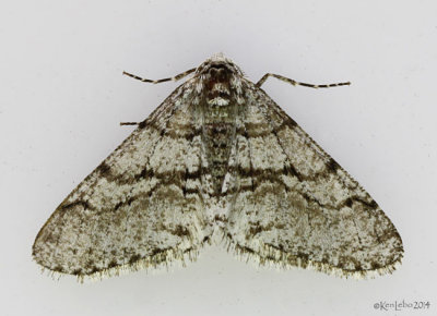 Half-wing Moth Phigalia titea #6658