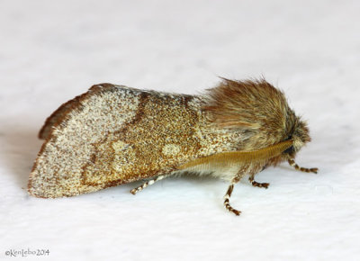 Fawn Sallow Moth Psaphida styracis #10016