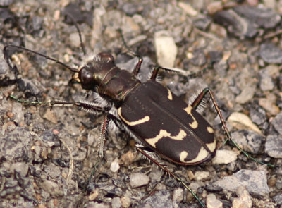 Oblique-lined Tiger Beetle Cicindela tranquebarica