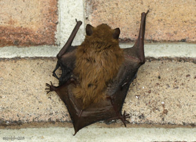 Little Brown Bat