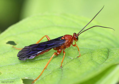 Ichneumon Wasp - Trogus pennator