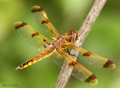 Painted Skimmer Libellula semifasciata