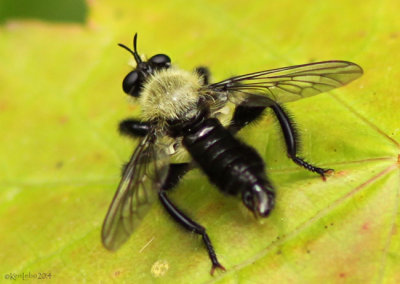 Robberfly Laphria flavicollis 