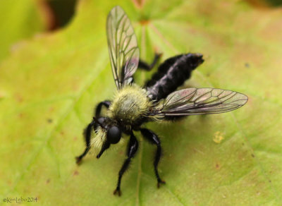Robberfly Laphria flavicollis 